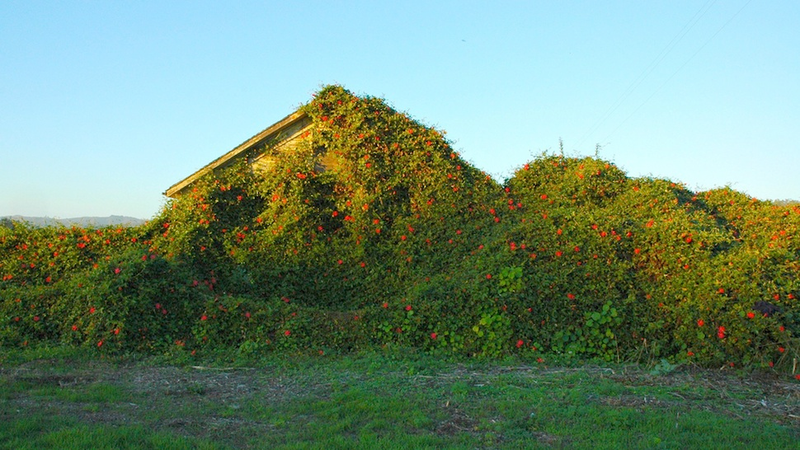Illustration for article titled The Most Colorful Houses Engulfed in Vegetation